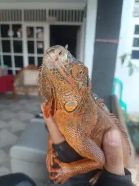 Iguana red jantan