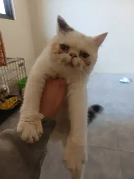 Kucing induk dan anak rawatan minat wa me