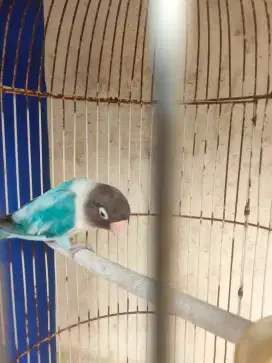 Lovebird warna murah