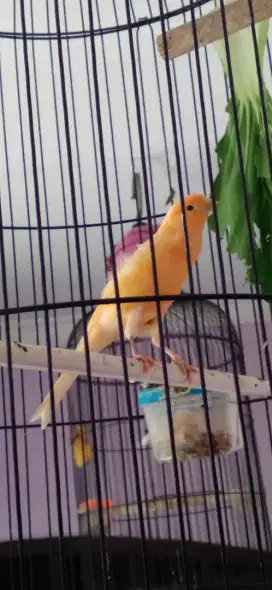 Burung kenari oren