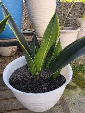 Sansevieria sherly