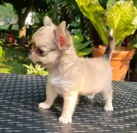 CHIHUAHUA LONGHAIR (JANTAN)