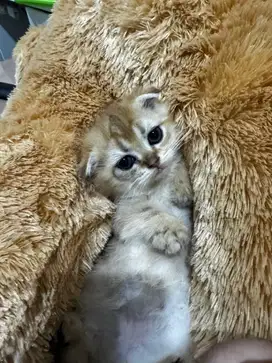 Kucing bsh golden betina