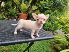CHIHUAHUA SHORTHAIR (JANTAN)