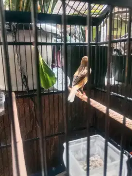 Gacoran burung kenari loper body jingkring usia muda