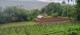 Di jual Tanah Kebun - Villa
