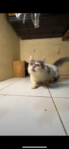 Munchkin bico blue LH