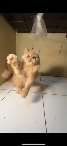 Peaknose jantan