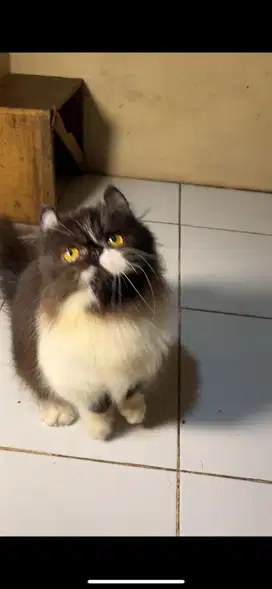 Munchkin peaknose jantan