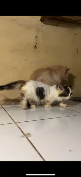 Munchkin calico betina