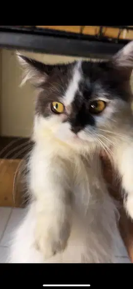 Munchkin betina