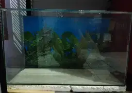 Jual aquarium uk 60x30x35