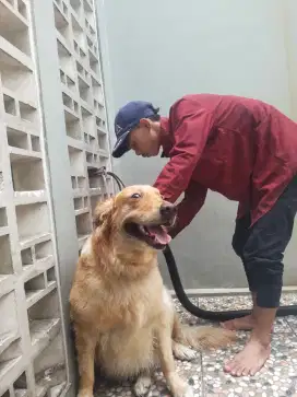 salon hewan dogy& kucing panggilan Jakarta Tangerang_terdeat