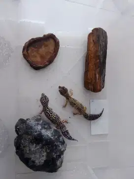 Gecko Sepasang dan Box