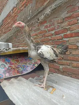 Ayam bangkok mangon