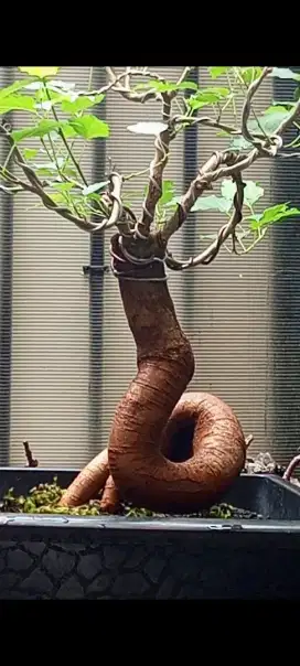 Bonsai murbey berbuah