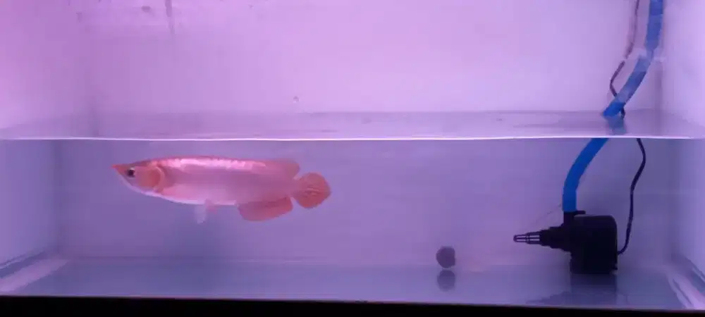 Arwana super red 23cm
