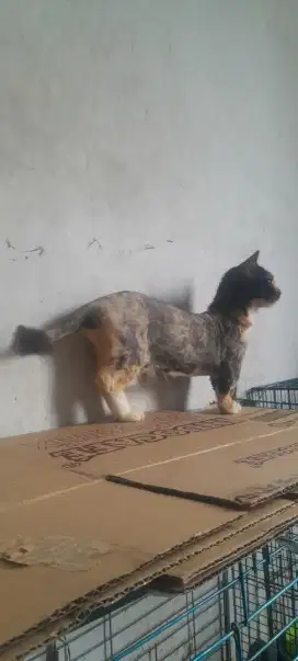 Betina Munchkin 12 bulan