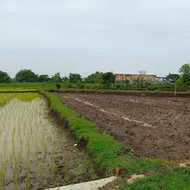 Tanah sawah 10.450m2 di zona kuning Gemolong Sragen