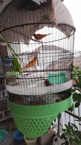 Burung kenari merlok