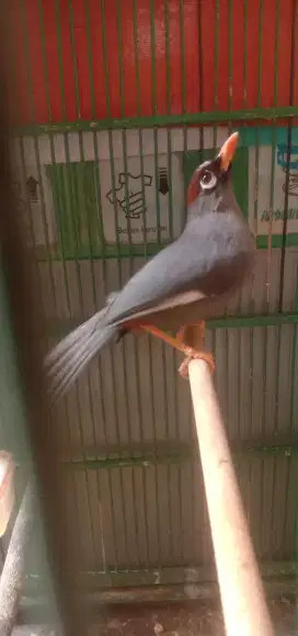 Di jual cepat Poksay Mandarin udah rajin + kandang