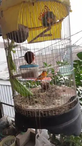 Burung kenari sepasang
