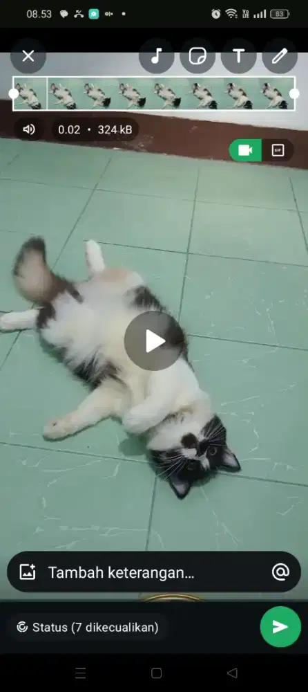 Kucing Persia Calico ( 3 warna )