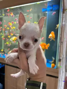 chihuahua tea cup betina