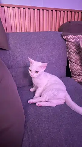 Munchkin white solid