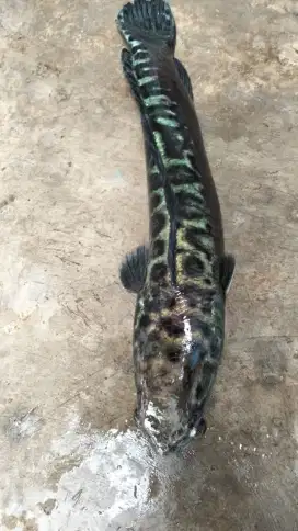 Toman goblin 70 cm