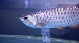 Arowana golden red