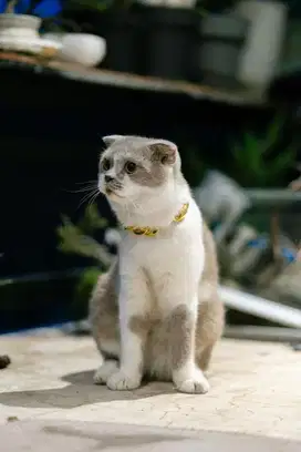 BSH Scottish Fold Bicolor Jantan 10 bulan
