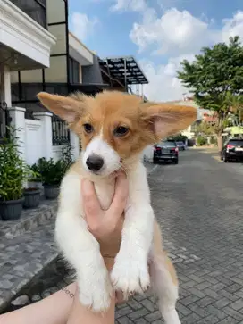 Dijual Puppy Anakan anjing welsh corgi betina female sable white