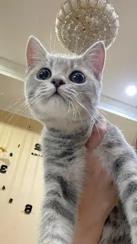 british short hair silver tabby