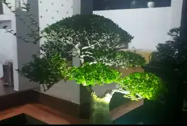 Bonsai super cantik