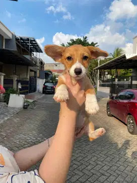Dijual Puppy Anakan anjing welsh corgi betina female sable white