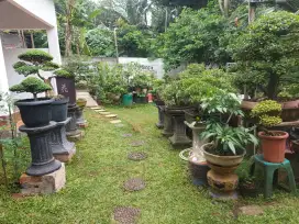 Berbagai macam Bonsai