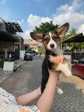 Dijual Puppy Anakan anjing welsh corgi jantan male 3 color black & tan