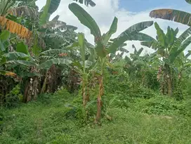 Di jual tanah strategis murah pinggir jalan utama denpasar gilimanuk