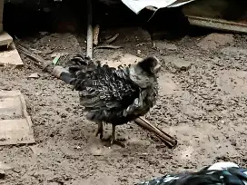 Ayam Kate bulu walik betina