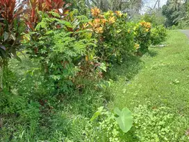 Dijual Tanah perkebunan dekat pantai balian di pinggir jalan hotmix de