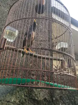 Burung jalak kebo maput