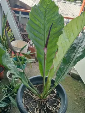 Pohon gelombang cinta