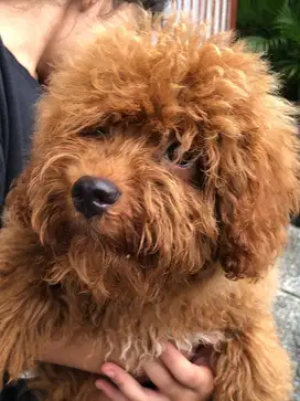 anjing Toy Poodle