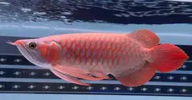Arwana super red 35cm udah merah