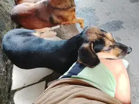Open Adopsi Anjing [Gratis]