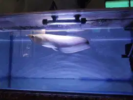 Ikan arwana albino