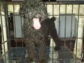 Mini Poodle jantan kualitas bagus.