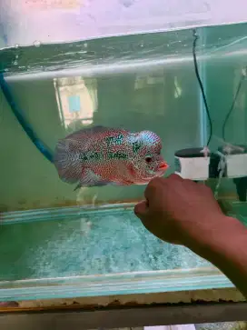 Ikan louhan cencu