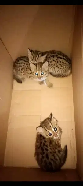 Kucing Exotic Lucu dan Jinak